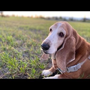 Meet your Posher, Laurie